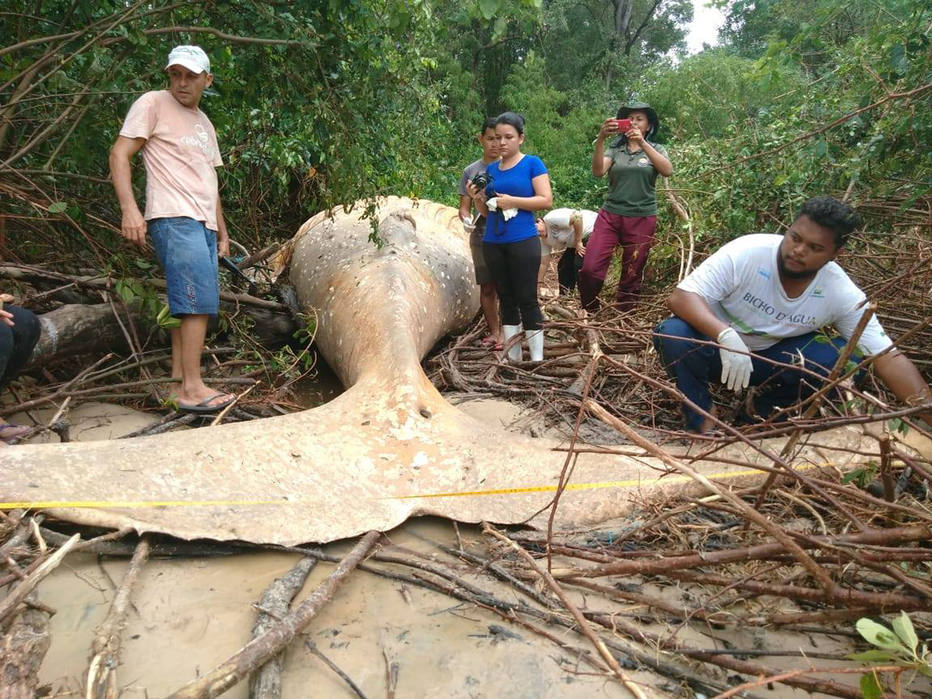 A baleia jubarte encalhada em Soure, ilha de Marajó, era um filhote de cerca de um ano de idade e 8 metros de comprimento. Crédito: Divulgação | Instituto Bicho DENTITY_apos_ENTITYagua