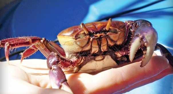 Complexo de caranguejo do capixaba