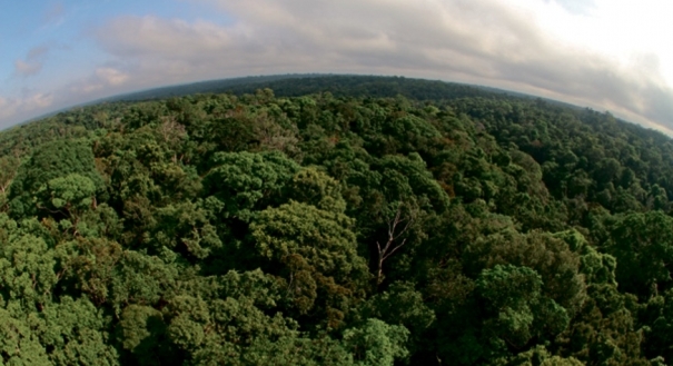 Preservação da floresta e o Código Florestal