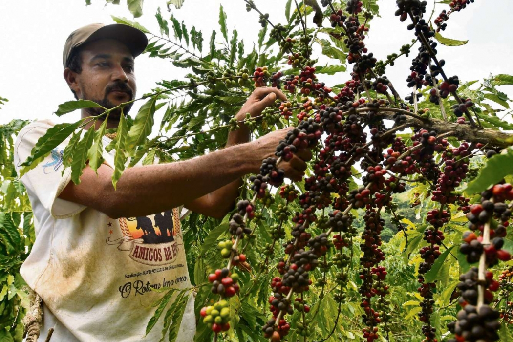 Pedro Thiago do Nascimento, 32 anos, agricultor, trabalha na colheita do café. Crédito: Bernardo Coutinho