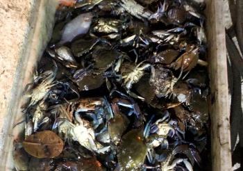 Siris foram pescados indevidamente na baía de Vitória e encontrados por equipe de fiscalização ambiental. Crédito: Reprodução/PMV