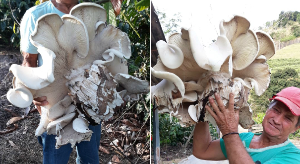 Cogumelo gigante foi encontrado em plantação em Barra de São Francisco. Crédito: Ana Caroline Pontes