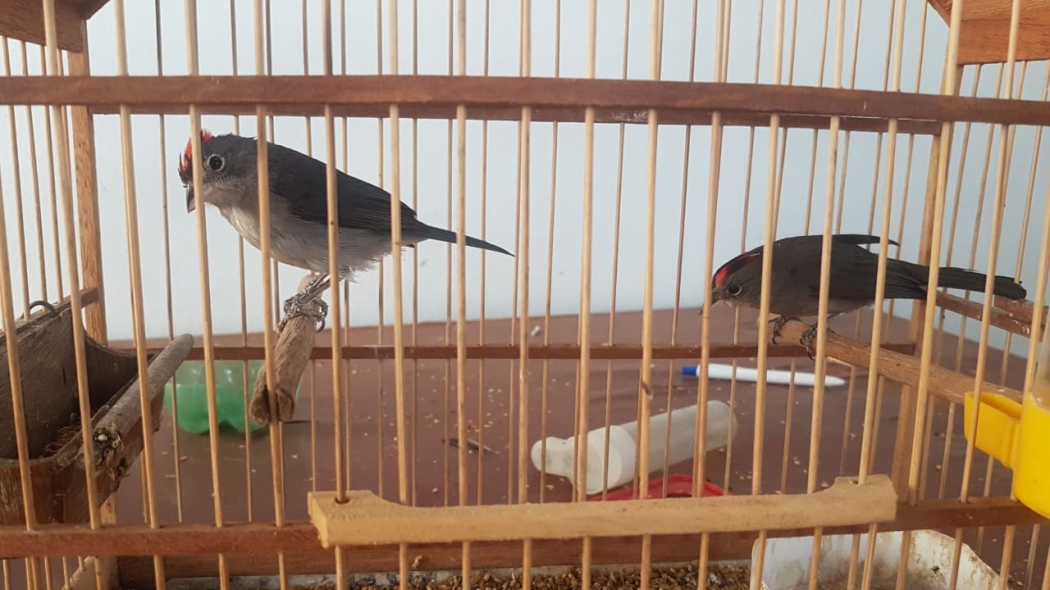 Pássaros que viviam em cativeiro em São José do Calçado. Crédito: Divulgação | Polícia Militar Ambiental