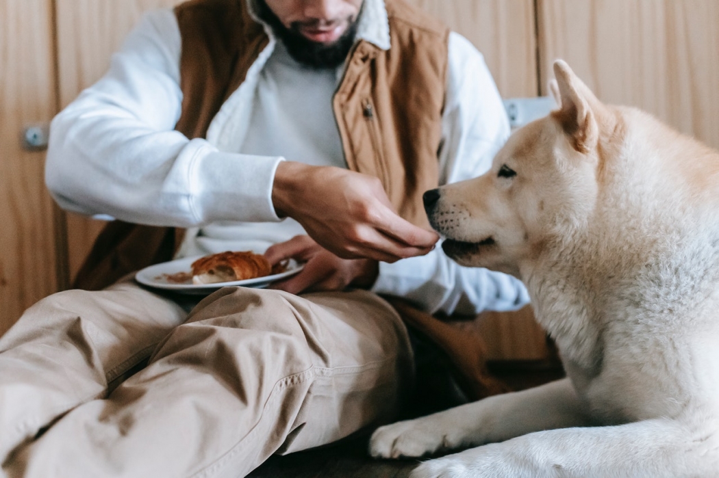 Tatiana Sacchi fala sobre a alimentação dos pets. Crédito: Zen Chung/Pexels